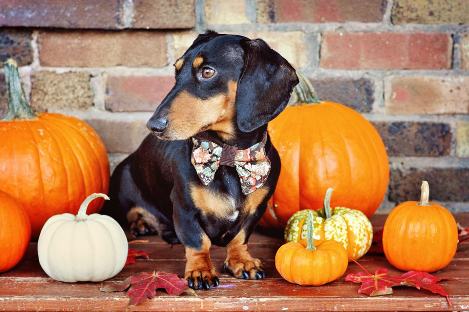 Visit a Pumpkin Patch