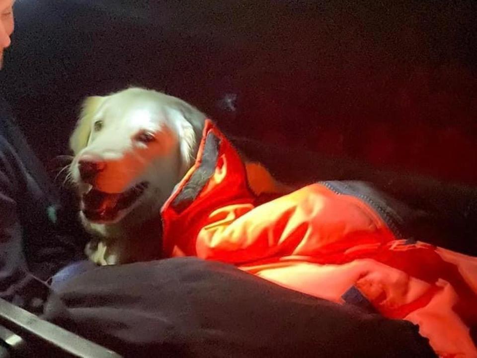 Maggie weighs around five stone  (Lochaber Mountain Rescue Team)