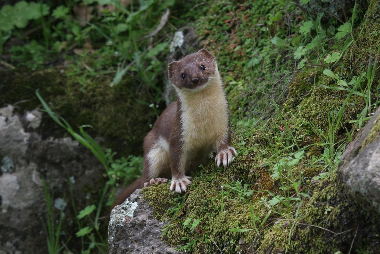 Weasels are members of the diverse family of fur-bearing carnivores called mustelids. Though rarely seen, their exceptional agility, strength, and tenaciousness make them some of the most successful predators on the planet.