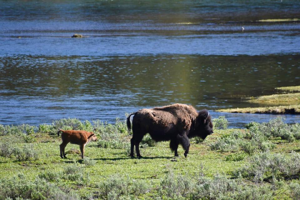 A female bison and calf are seen near the Yellowstone River in Wyoming's Hayden Valley, on Wednesday, June 22, 2022, in Yellowstone National Park. (AP)