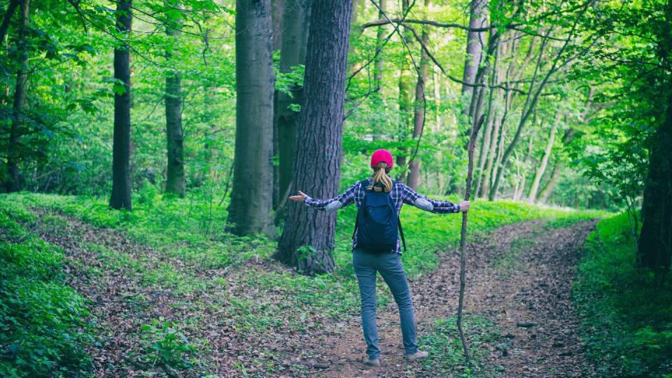 Perdue dans la forêt