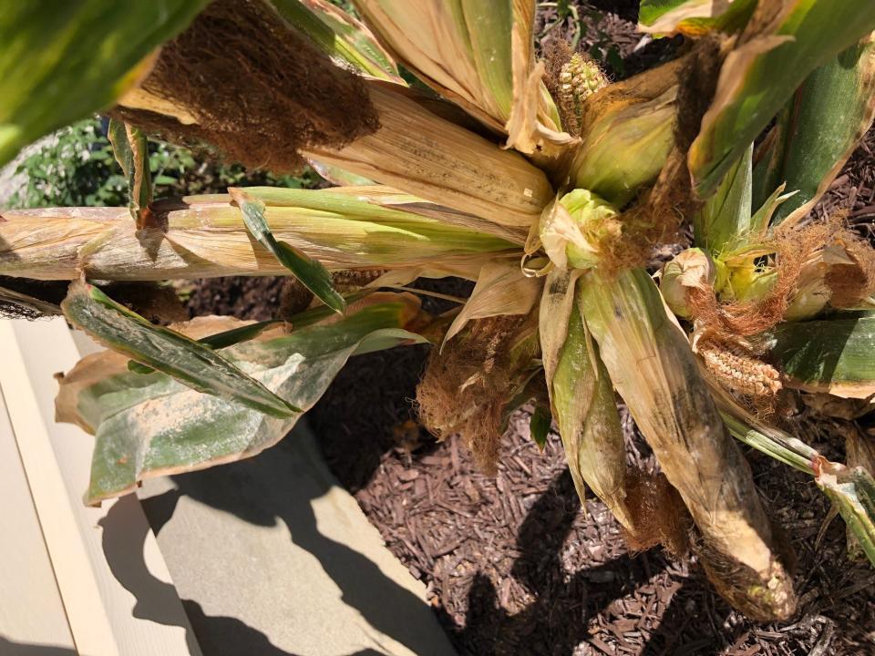 So many cobs of corn burst from a Deptford cornstalk that it set a Guinness world record. Rutgers Agricultural Agent Michelle Infante-Casella said the 29 ears were tightly packed around the main stalk.