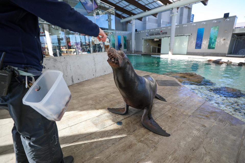 New England Aquarium welcomes sea lions Farley and Giovanni