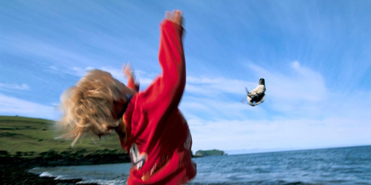 A child throws a puffin off a cliff in Iceland.