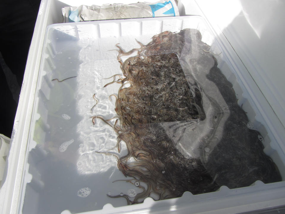 Boxes containing critically endangered eels. (PA Images/NCA)