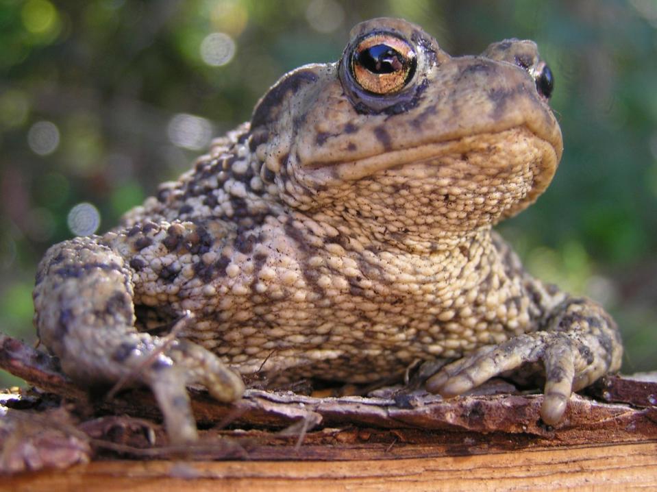 Mating toads are being saved in Cambridge (Froglife / PA)