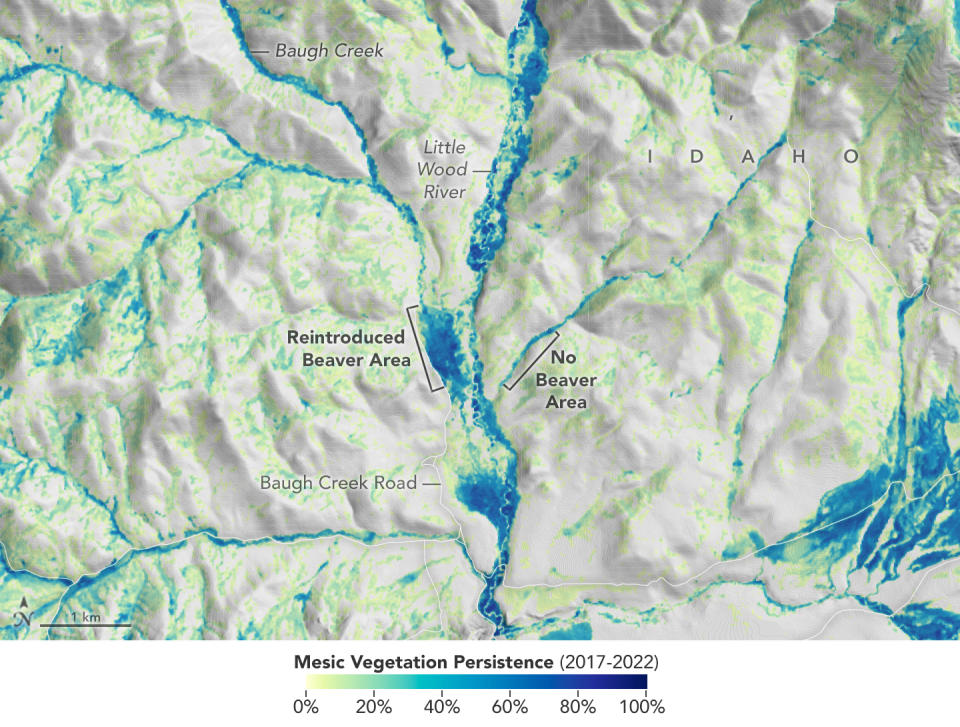 左側線段標示處為河貍居住區，右側線段標示處則為無河貍居住區。植被越旺盛的地方顏色越偏藍色，可以看見有河貍居住的地區植被明顯茂盛許多。（圖／取自NASA地球觀測站）