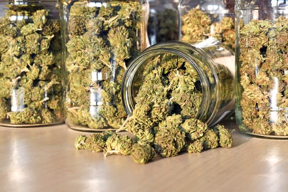 Jars filled with trimmed cannabis buds lined up on a counter, with one tipped over jar.