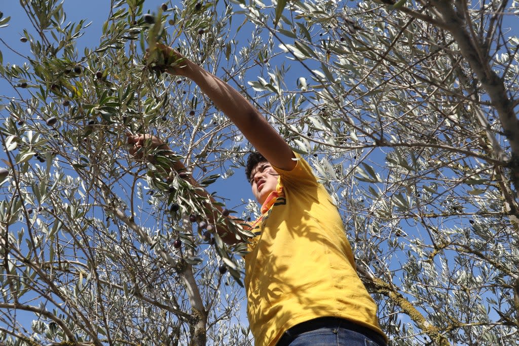 A Palestinian farmer collects olives on the outskirts of the West Bank village of Al Sawiya (EPA-EFE)