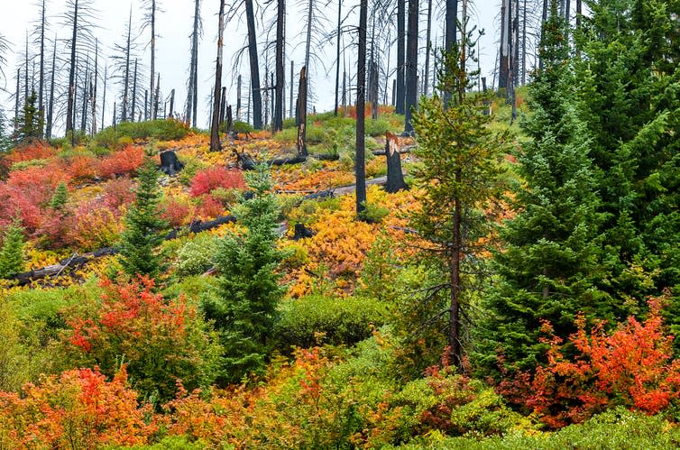 Charred, dead trees in the background give way to shrubs and young fir trees.