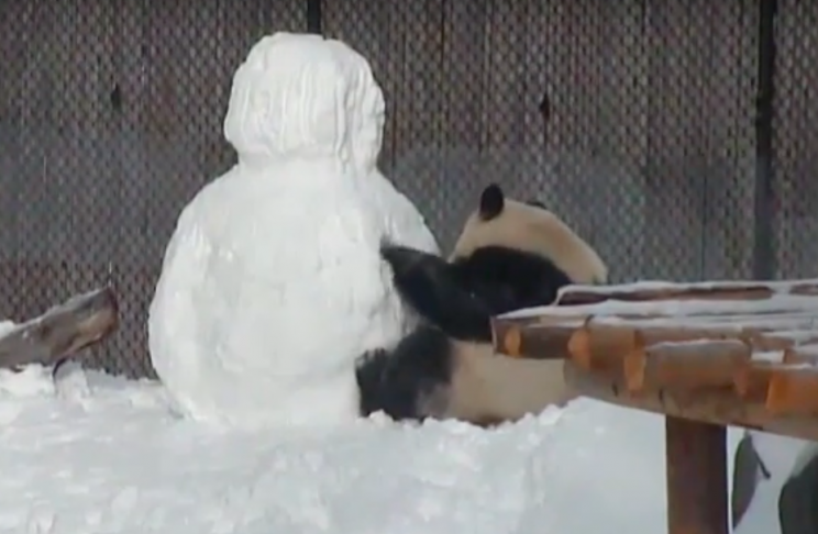 Picking a fight: Da Mao started scratching the snowman furiously (YouTube/Toronto Zoo)