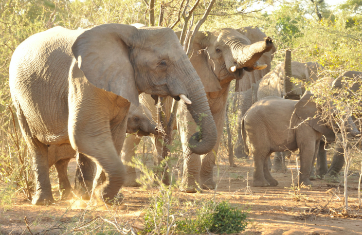 The hunting party came across a herd of elephants like this one (Picture: Rex)