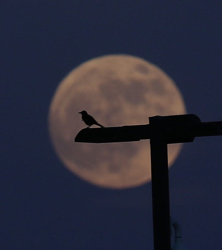 A bird sits on a light post on Zimmer Road in Brewster as the Strawberry Super Moon rises in the eastern sky June 13, 2022.   