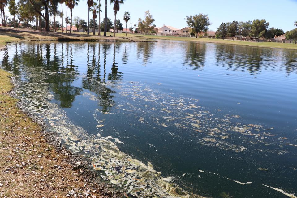 Algae from a golf course pond at the Arrowhead Country Club in Glendale has created a foul stench that’s frustrated residents of the nearby Arrowhead Ranch subdivision. The country club is working with Arizona Lake and Pond Management LLC to treat the pond every week.