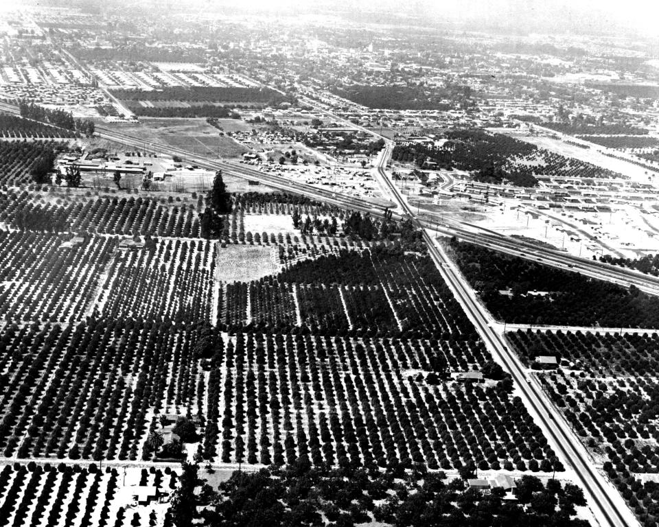 orange groves disneyland