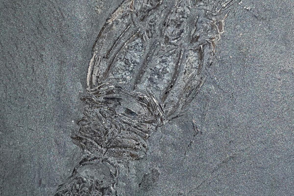 Type of shrimp that died millions of years ago declared Glaswegian <i>(Image: PA)</i>
