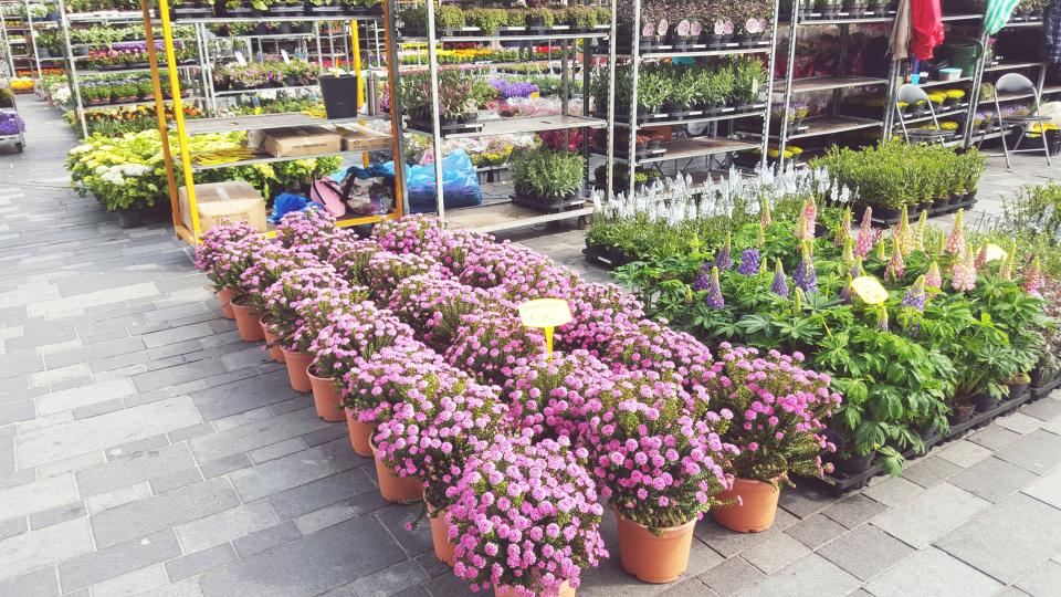 Garden centres are closed due to coronavirus. (Getty Images)