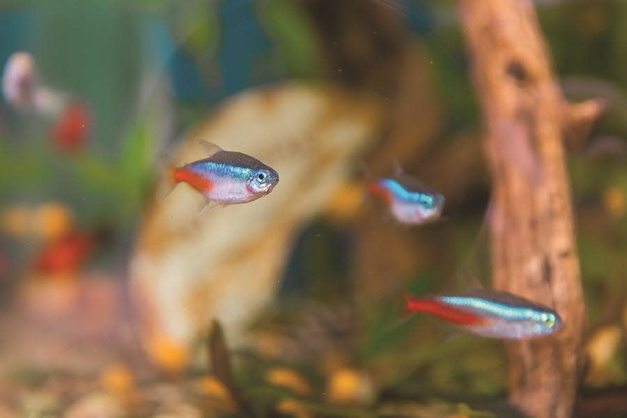 If you observe and interact with them regularly, you’ll soon discover that fish have their own unique personalities.