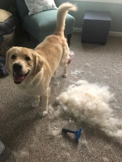 A reviewer's dog next to the brush in blue and a pile of shed hair