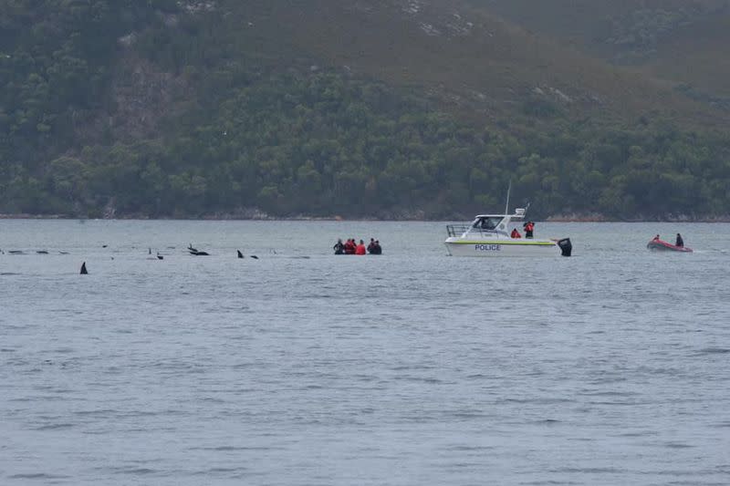 People assist stranding whales in Macquarie Heads, Tasmania, Australia in this picture obtained from social media