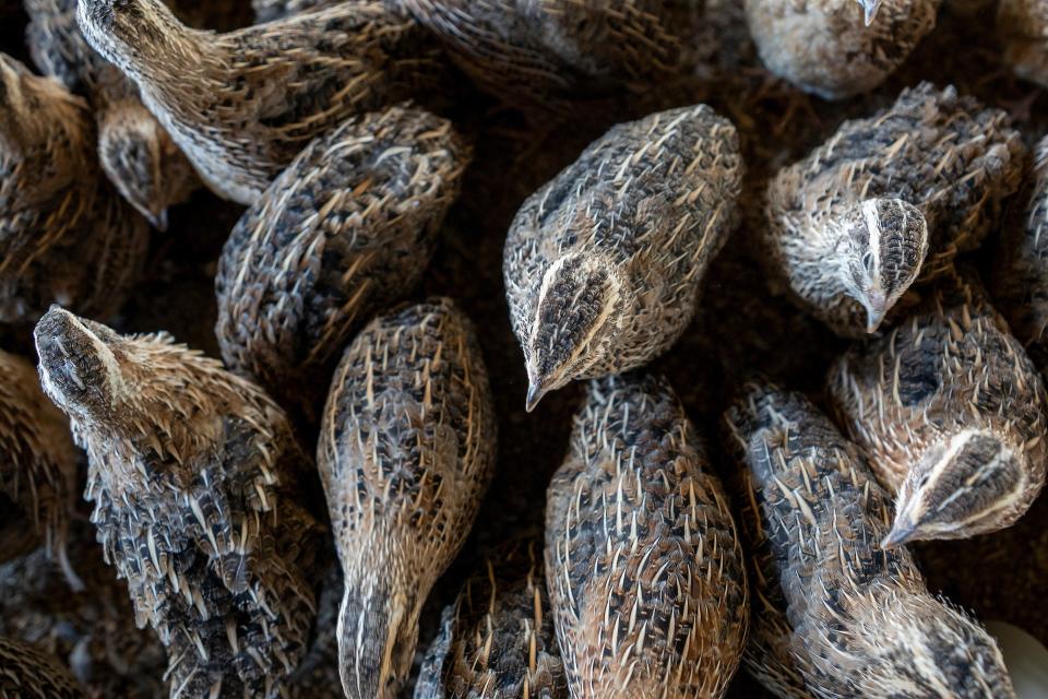 Quail in a commercial production operation in Gonzales. Game birds from a commercial operation in Erath County were tested and confirmed as the first reported case of highly pathogenic avian influenza in Texas.