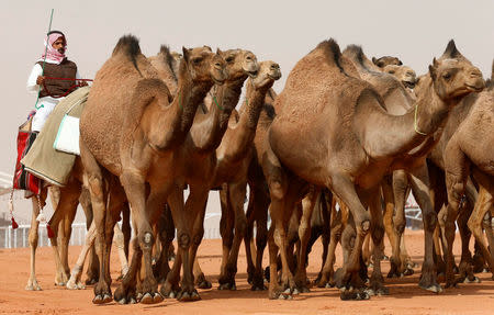 A Saudi man rides a camel he participates in King Abdulaziz Camel Festival in Rimah Governorate, north-east of Riyadh, Saudi Arabia January 19, 2018. REUTERS/Faisal Al Nasser