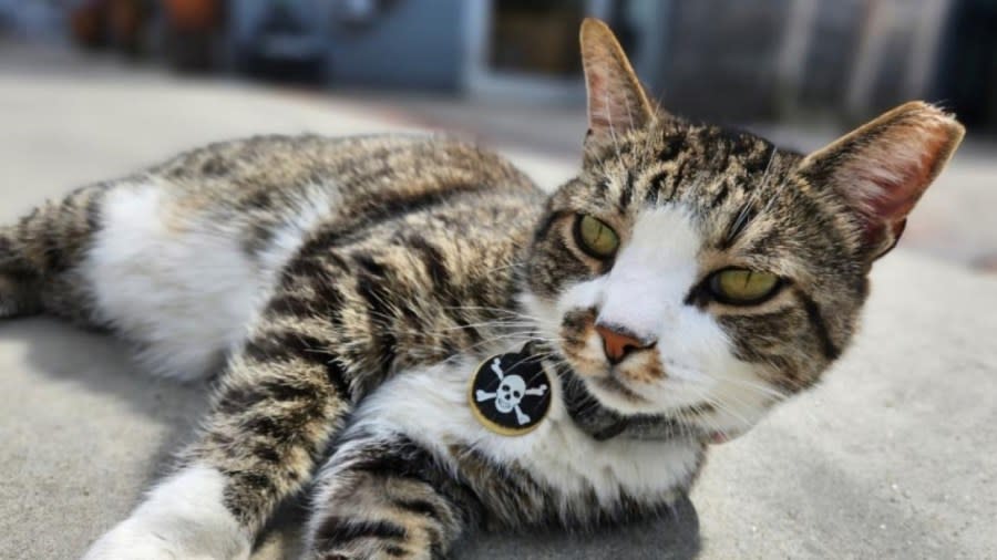 Horatio, the “Assistant Manager Cat” at Seventh Son Brewery, has been diagnosed with cancer. (Courtesy Photo/Joseph Krygier)