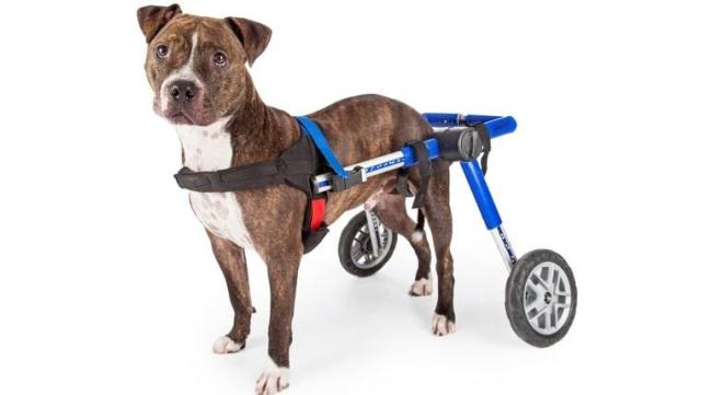 Dash the Pit Bull with Special Needs Still Searching for Home