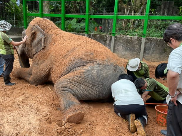 獸醫師在大象鎮靜、或保定的情形下徒手深入大象的肛門內進行藥物治療。台北市立動物園提供