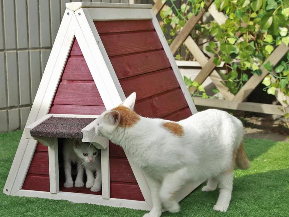 A red and white Petsfit Outdoor Cat House on a lawn with a white and brown spotted cat standing outside and two white kittens inside.