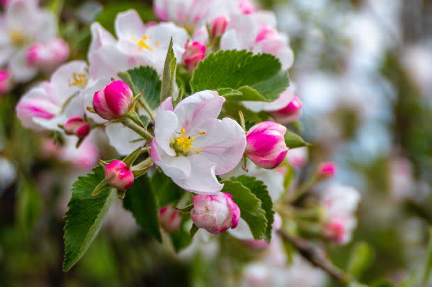 Apple blossom, the Arkansas state flower<p><a href="https://unsplash.com/photos/qWo1Bgog_hE" rel="nofollow noopener" target="_blank" data-ylk="slk:Artur Łuczka via UnSplash;elm:context_link;itc:0;sec:content-canvas" class="link ">Artur Łuczka via UnSplash</a></p>