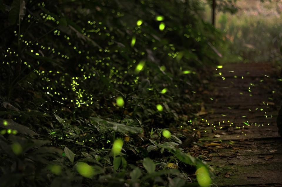 螢火蟲（Photo Credit: kiwi616@pixabay.com, License CC0，圖片來源：https://pixabay.com/zh/photos/firefly-forest-green-2713649/）
