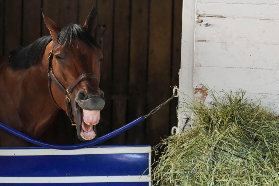 Kentucky Derby contender Practical Move inside his stall on Monday at Churchill Downs Monday morning May 1, 2023, in Louisville, Ky. May 6, 2023. The colt is trained by Tim Yakteen.
