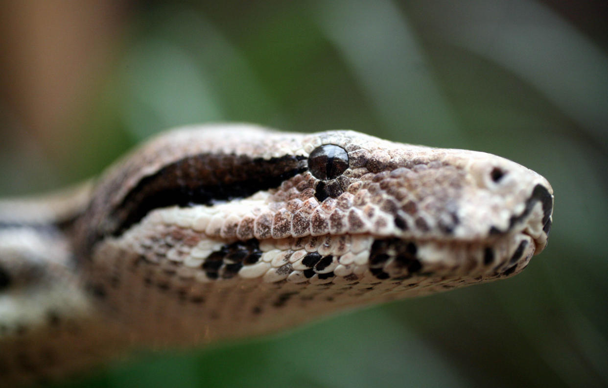 A common boa constrictor at Syon Park, West London, March 7, 2006. (Photo: Graham Barclay/Bloomberg via Getty Images)