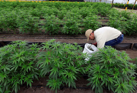 A man gathers marijuana plants for medicinal use at the company Pharmacielo in Rionegro, Colombia March 2, 2018. REUTERS/Jaime Saldarriaga