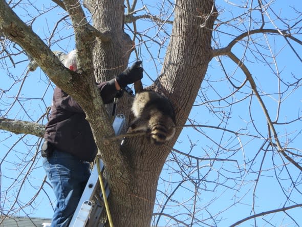 Raccoon gets head stuck in a tree