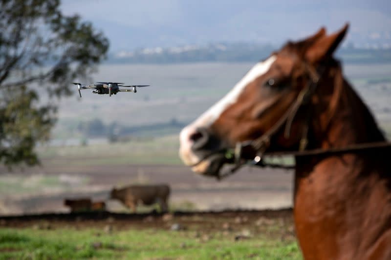 Droves by drone: Israeli cow-herders turn to flying tech to boost efficiency