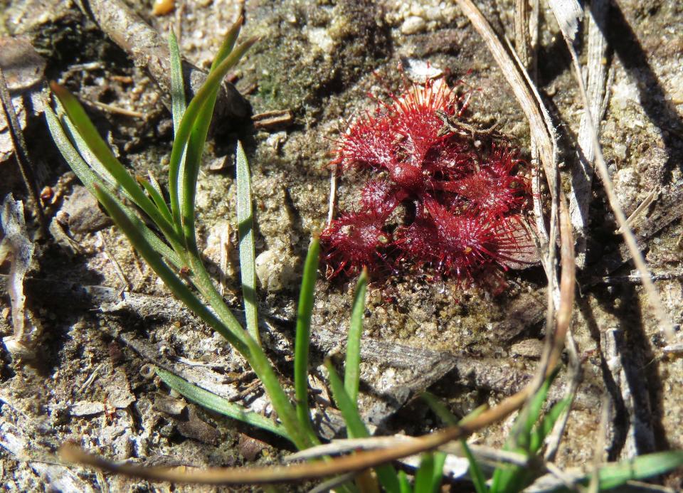 Tiny carnivorous plants called sundews, like the fingertip-sized one shown here in the DeSoto National Forest, in Miss., on Wednesday, Nov. 18, 2020, are part of the wildly diverse longleaf pine ecosystem. An intensive effort in nine coastal states from from Virginia to Texas is bringing back longleaf pines -- armor-plated trees that bear footlong needles and need regular fires to spark their seedlings’ growth and to support wildly diverse grasslands that include carnivorous plants and harbor burrowing tortoises. (AP Photo/Janet McConnaughey)