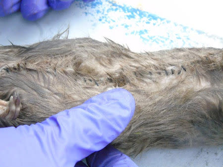 A stitch across a dead rat that was found at HMP Guys Marsh in Dorset, Britain, is seen in this picture handout obtained on March 25, 2019. Ministry of Justice via REUTERS