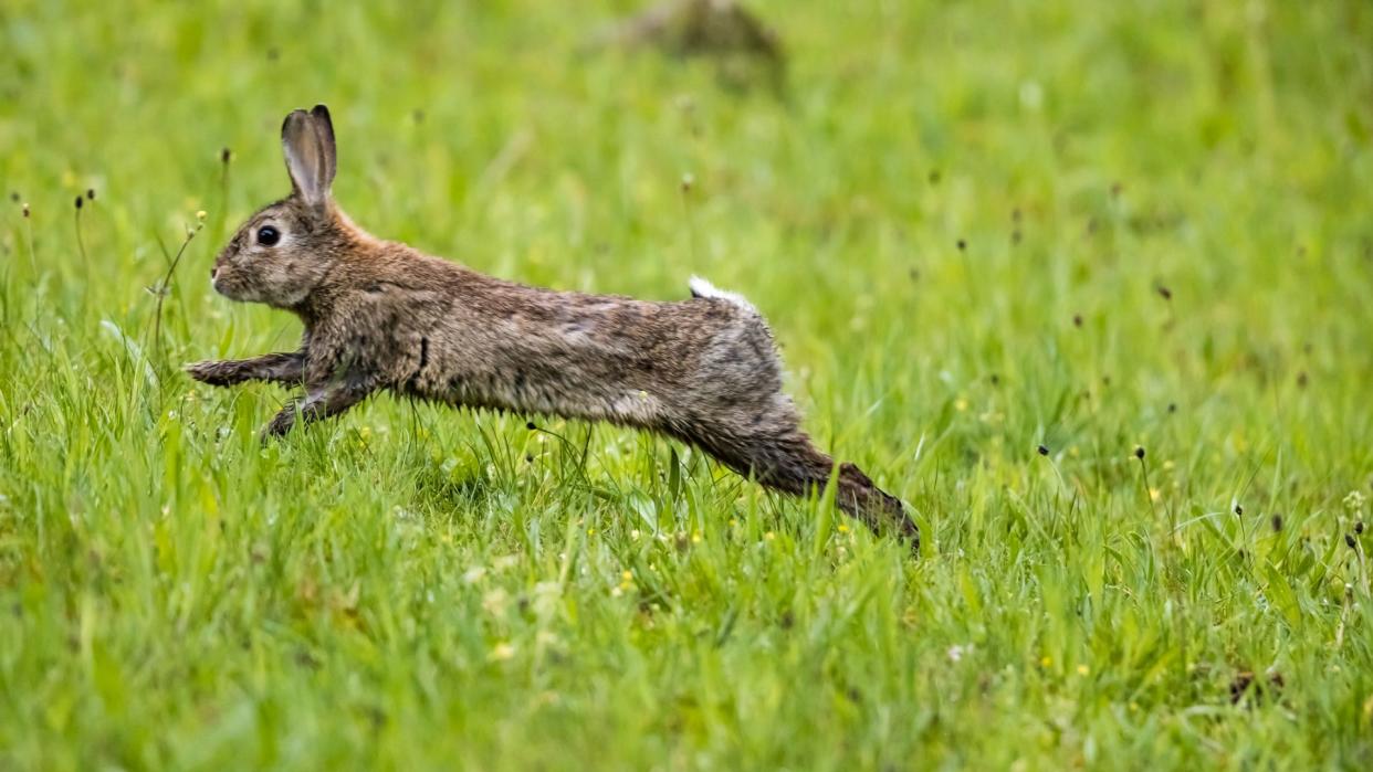  Rabbit sprinting through the long grass. 
