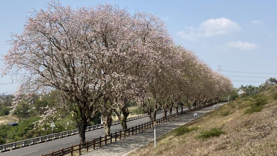 烏山頭水庫香榭大道南洋櫻，現已開出四成營造浪漫美景。（記者盧萍珊攝）