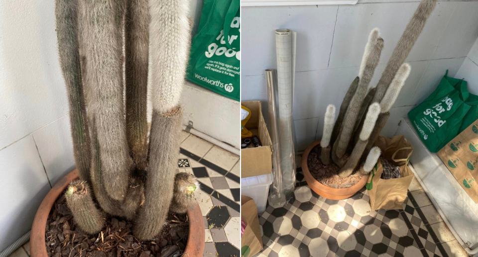 Photos of the woman's silver torch cactus on the porch with two of its tall stems cut off at the plant's base.