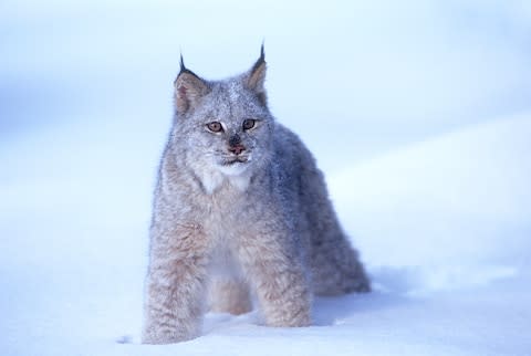 The elusive lynx - Credit: getty