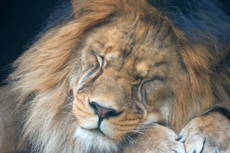 Terry, a barbary lion, rests at it's outdoor enclosure in Liberec Zoo. Slavek Ruta/ZUMA Press Wire/dpa