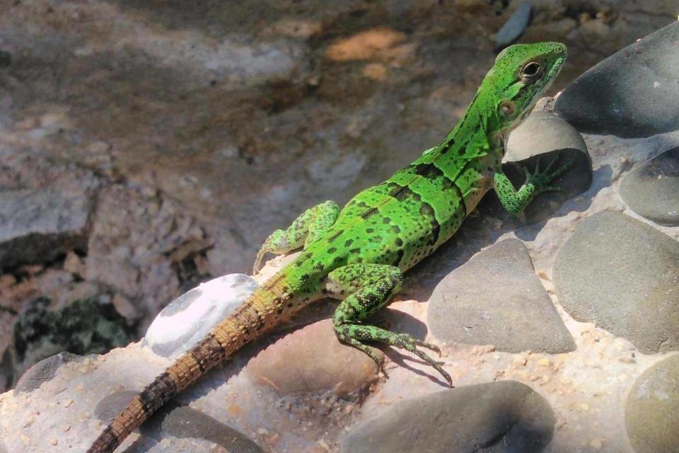 A green lizard basks (Liz Dodd)