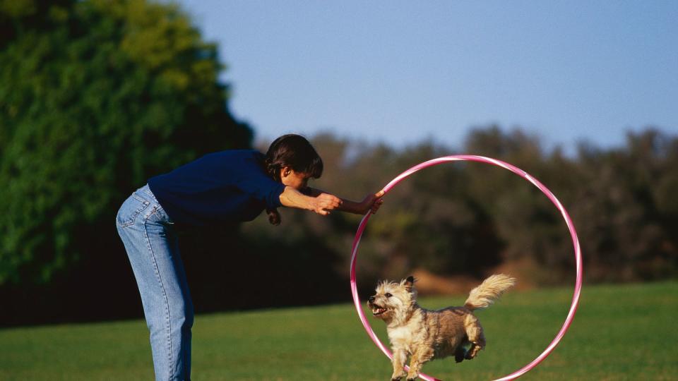 Dog jumping through hoop