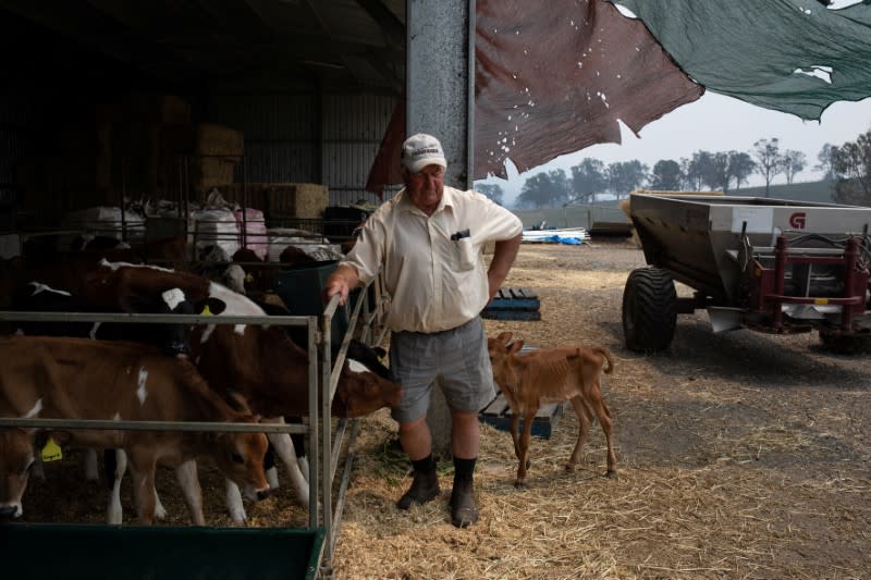 Dairy farmer and former local mayor of the Bega Valley Shire Allen stands next to calves at his farm in the town of Cobargo