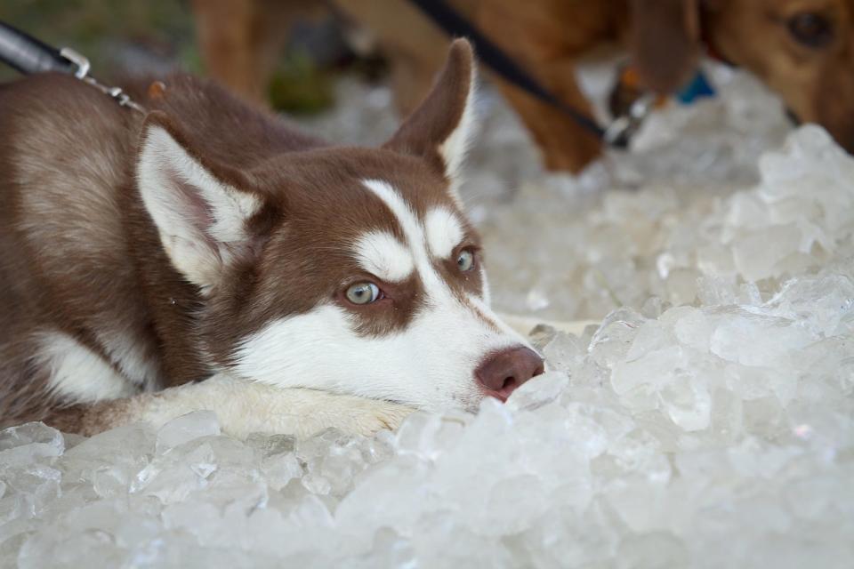 WAG! Fest, North America's largest one-day dog festival, will offer a plethora of pleasures for pups including an ice castle for cooling off. The event will be held in the Darby Bend Lakes Area of Prairie Oaks Metro Park on Saturday, which is National Dog Day.