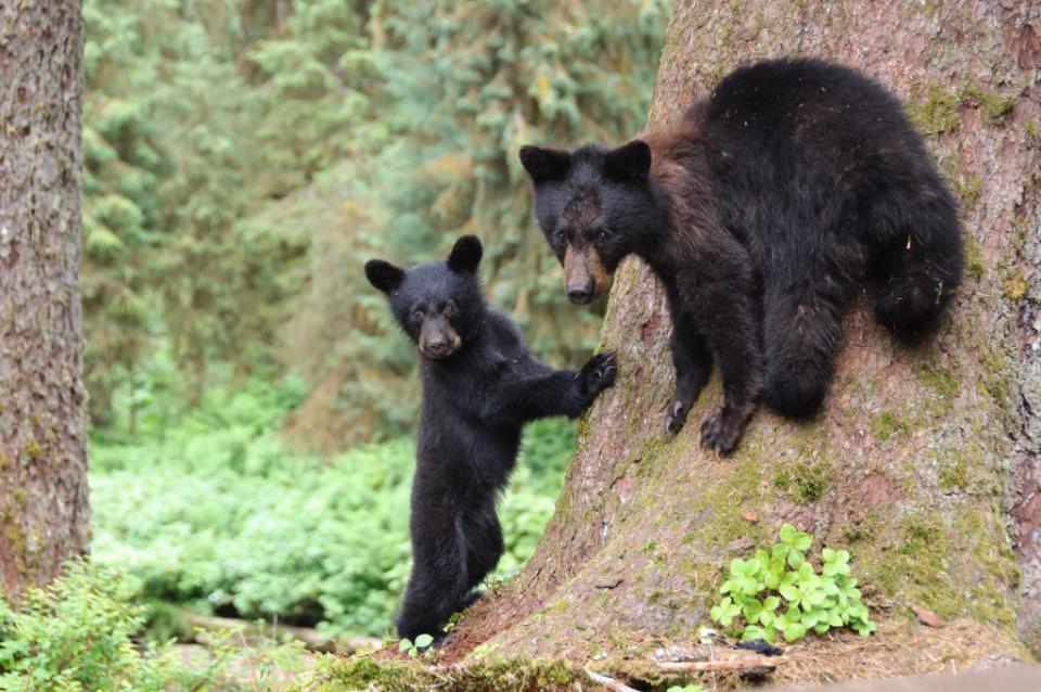 A black bear sow and cub in Copper Center, Alaska.