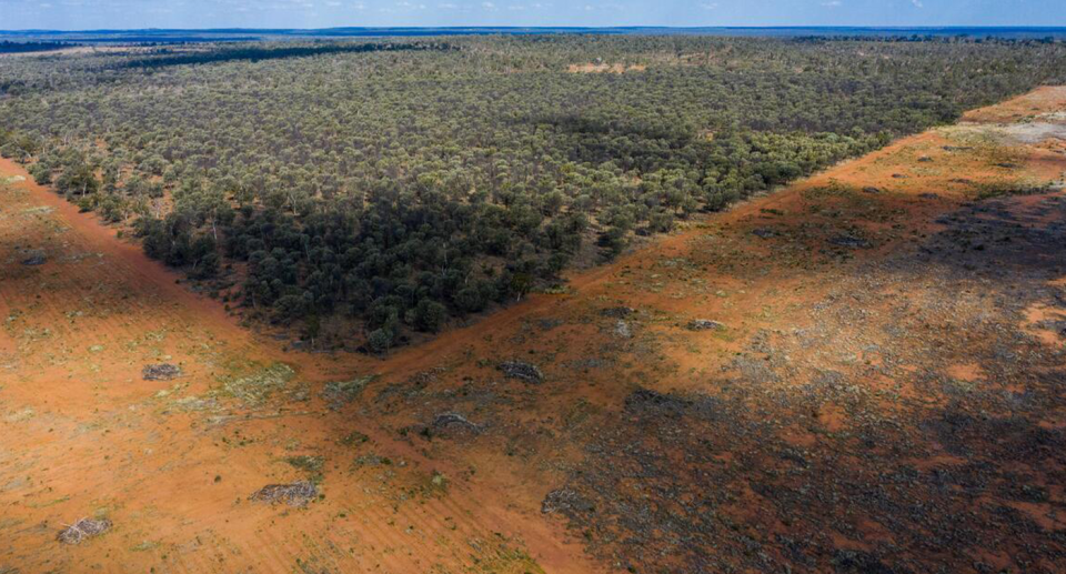 Deforestation for Beef in Bilyana, Central Queensland, Australia